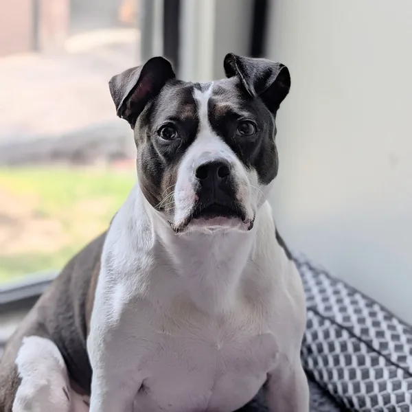 Jane, an eight year old pit bull, sitting by a window
